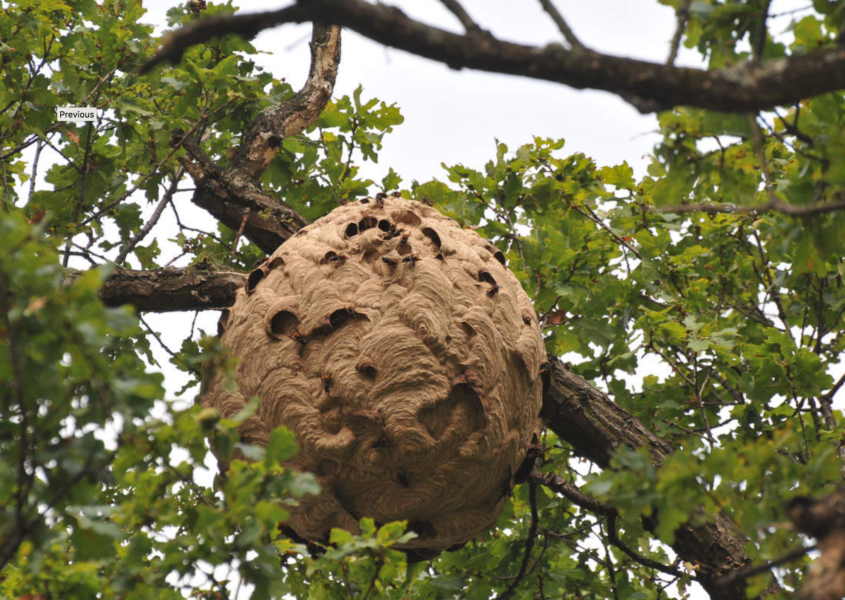 Frelons asiatiques : une aide financière de la ville pour détruire les nids